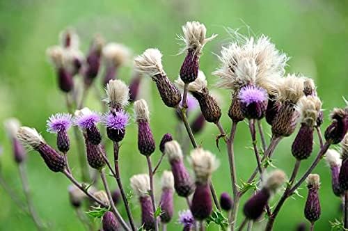 Liphontcta Wildcrafted Milk Thistle Seed Powder 16oz Pound Raw Silybum Marianum The Bloomin Herb Shoppe Pure Aromatic Potent Liver Bulk